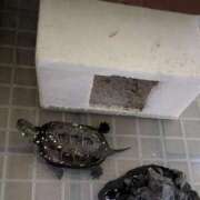 ヒメ日記 2026/01/07 07:05 投稿 ともえ 横浜おかあさん