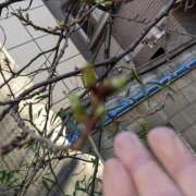 ヒメ日記 2026/01/17 07:15 投稿 ともえ 横浜おかあさん