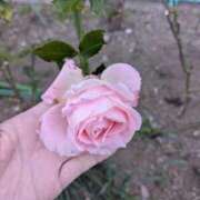 ヒメ日記 2026/01/30 07:15 投稿 ともえ 横浜おかあさん