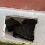 ヒメ日記 2026/02/02 07:05 投稿 ともえ 横浜おかあさん