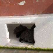 ヒメ日記 2026/03/13 06:35 投稿 ともえ 横浜おかあさん