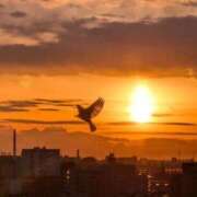 ヒメ日記 2026/03/14 06:28 投稿 ともえ 横浜おかあさん