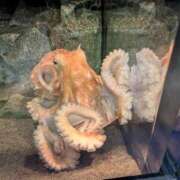 ヒメ日記 2026/04/05 06:15 投稿 ともえ 横浜おかあさん