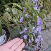 ヒメ日記 2026/04/11 06:35 投稿 ともえ 横浜おかあさん