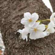 ヒメ日記 2026/04/01 10:00 投稿 宮本ちか 月の真珠-五反田-