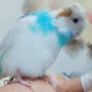 ヒメ日記 2025/11/08 21:00 投稿 りり ドキドキアロマ