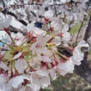 ヒメ日記 2025/03/31 22:45 投稿 紅葉和香(もみじわか) 九州熟女　八代店