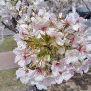 ヒメ日記 2025/04/09 08:25 投稿 紅葉和香(もみじわか) 九州熟女　八代店