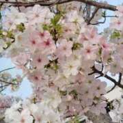 ヒメ日記 2026/03/31 20:55 投稿 紅葉和香(もみじわか) 九州熟女　八代店