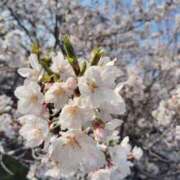 ヒメ日記 2026/04/06 23:05 投稿 紅葉和香(もみじわか) 九州熟女　八代店