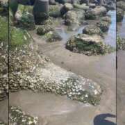 ヒメ日記 2025/08/08 09:35 投稿 真森 華恋人(カレント)