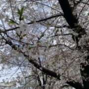 ヒメ日記 2025/04/02 15:07 投稿 ゆな ハピネス東京