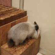 ヒメ日記 2025/06/08 21:45 投稿 てれさ 熟女家 東大阪店（布施・長田）