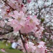 ヒメ日記 2025/03/27 11:45 投稿 おとは 熟女家 東大阪店（布施・長田）