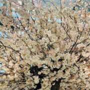 ヒメ日記 2025/04/05 11:25 投稿 おとは 熟女家 東大阪店（布施・長田）