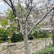 ヒメ日記 2025/04/06 11:32 投稿 おとは 熟女家 東大阪店（布施・長田）