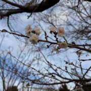 ヒメ日記 2025/01/05 11:58 投稿 麻由子(まゆこ) エッチな熟女(広島)