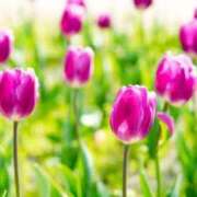 ヒメ日記 2025/02/08 21:28 投稿 麻由子(まゆこ) エッチな熟女(広島)