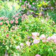 ヒメ日記 2025/03/23 19:58 投稿 麻由子(まゆこ) エッチな熟女(広島)