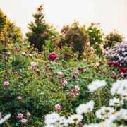 ヒメ日記 2025/05/11 19:30 投稿 麻由子(まゆこ) エッチな熟女(広島)