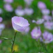 ヒメ日記 2025/07/06 19:50 投稿 麻由子(まゆこ) エッチな熟女(広島)