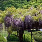 ヒメ日記 2025/04/25 18:30 投稿 長門実愛 催眠SM性感クラブ