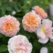 ヒメ日記 2025/05/16 19:30 投稿 長門実愛 催眠SM性感クラブ