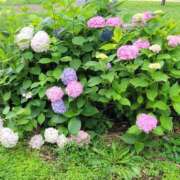 ヒメ日記 2025/06/20 19:30 投稿 長門実愛 催眠SM性感クラブ