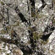 ヒメ日記 2025/04/01 11:29 投稿 あすな 熟女の風俗最終章　越谷店