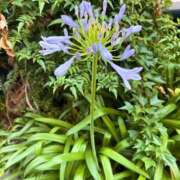 ヒメ日記 2025/06/17 05:32 投稿 きみ 横浜・関内サンキュー