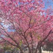 ヒメ日記 2025/03/10 10:26 投稿 中田 熟女の風俗最終章 新横浜店