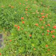 ヒメ日記 2025/04/11 16:16 投稿 中田 熟女の風俗最終章 新横浜店