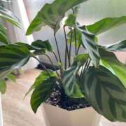 ヒメ日記 2025/11/03 15:56 投稿 中田 熟女の風俗最終章 新横浜店