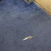 ヒメ日記 2026/03/04 16:04 投稿 かおる フィエスタ