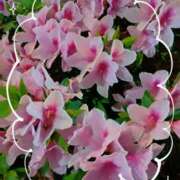 ヒメ日記 2026/04/15 18:28 投稿 蘭(らん) 上野人妻城