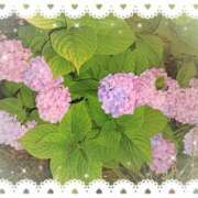 ヒメ日記 2026/06/14 14:18 投稿 蘭(らん) 上野人妻城