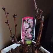 ヒメ日記 2025/03/07 19:19 投稿 優樹菜(ゆきな) 札幌人妻マドンナ