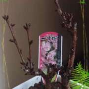 ヒメ日記 2025/03/10 19:03 投稿 優樹菜(ゆきな) 札幌人妻マドンナ