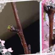 ヒメ日記 2025/03/11 18:42 投稿 優樹菜(ゆきな) 札幌人妻マドンナ