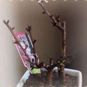 ヒメ日記 2025/03/14 19:19 投稿 優樹菜(ゆきな) 札幌人妻マドンナ