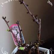 ヒメ日記 2025/03/15 18:42 投稿 優樹菜(ゆきな) 札幌人妻マドンナ