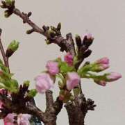 ヒメ日記 2025/03/24 02:27 投稿 優樹菜(ゆきな) 札幌人妻マドンナ