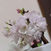 ヒメ日記 2025/03/30 18:48 投稿 優樹菜(ゆきな) 札幌人妻マドンナ