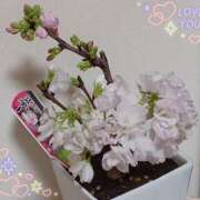 ヒメ日記 2025/03/31 18:48 投稿 優樹菜(ゆきな) 札幌人妻マドンナ