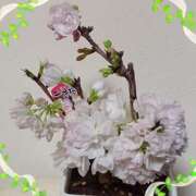 ヒメ日記 2025/04/01 00:48 投稿 優樹菜(ゆきな) 札幌人妻マドンナ