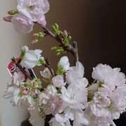 ヒメ日記 2025/04/01 19:03 投稿 優樹菜(ゆきな) 札幌人妻マドンナ