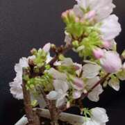 ヒメ日記 2025/04/02 19:03 投稿 優樹菜(ゆきな) 札幌人妻マドンナ