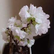 ヒメ日記 2025/04/06 19:34 投稿 優樹菜(ゆきな) 札幌人妻マドンナ