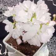 ヒメ日記 2025/04/07 19:03 投稿 優樹菜(ゆきな) 札幌人妻マドンナ