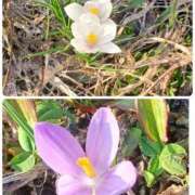 ヒメ日記 2025/04/11 20:48 投稿 優樹菜(ゆきな) 札幌人妻マドンナ